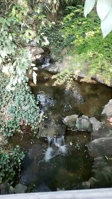 蓝狐视频